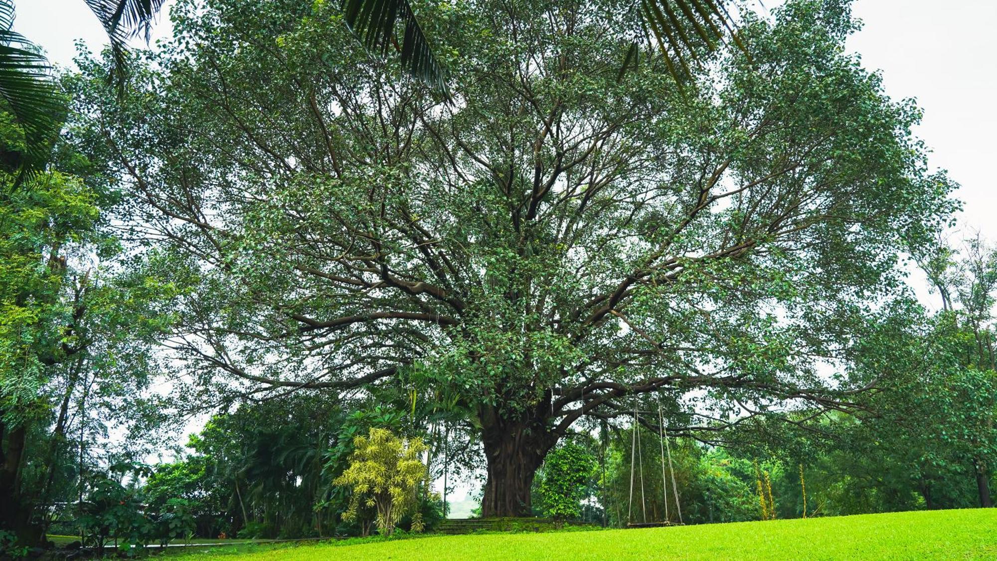 Whispering Peepul Resort Badlapur Bagian luar foto